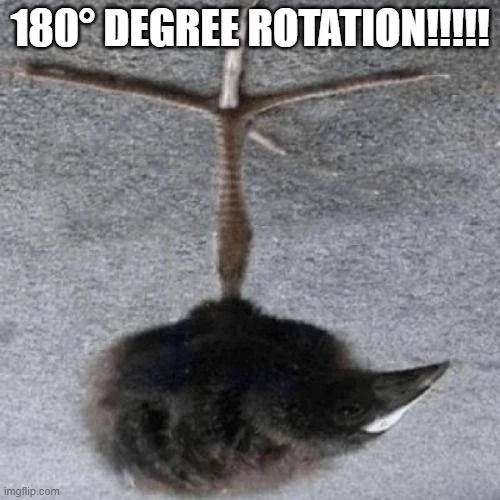 pukeko:⟨180_degree_rotation.webp⟩