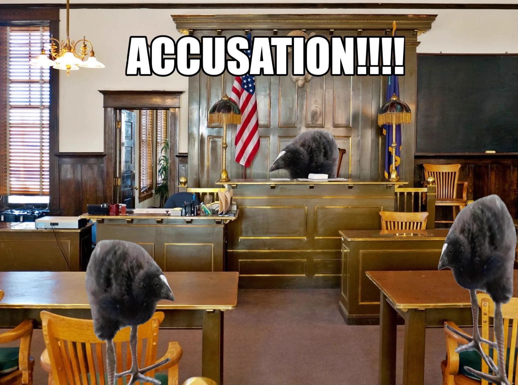 pukeko:⟨accusation.webp⟩