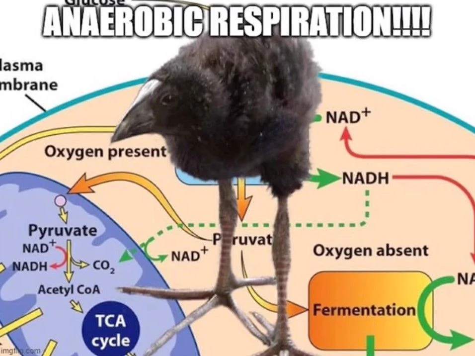 pukeko:⟨anaerobic_respiration.webp⟩