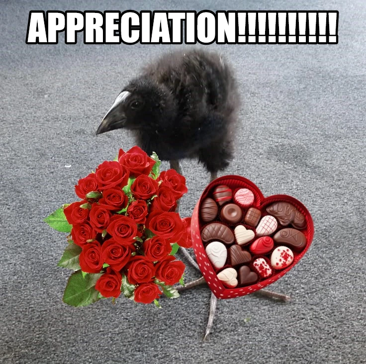 pukeko:⟨appreciacion.webp⟩