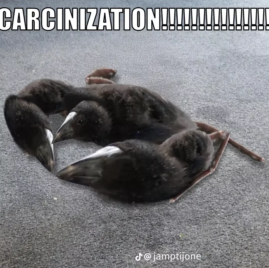 pukeko:⟨carcinization.webp⟩
