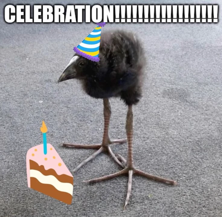 pukeko:⟨celebration.webp⟩