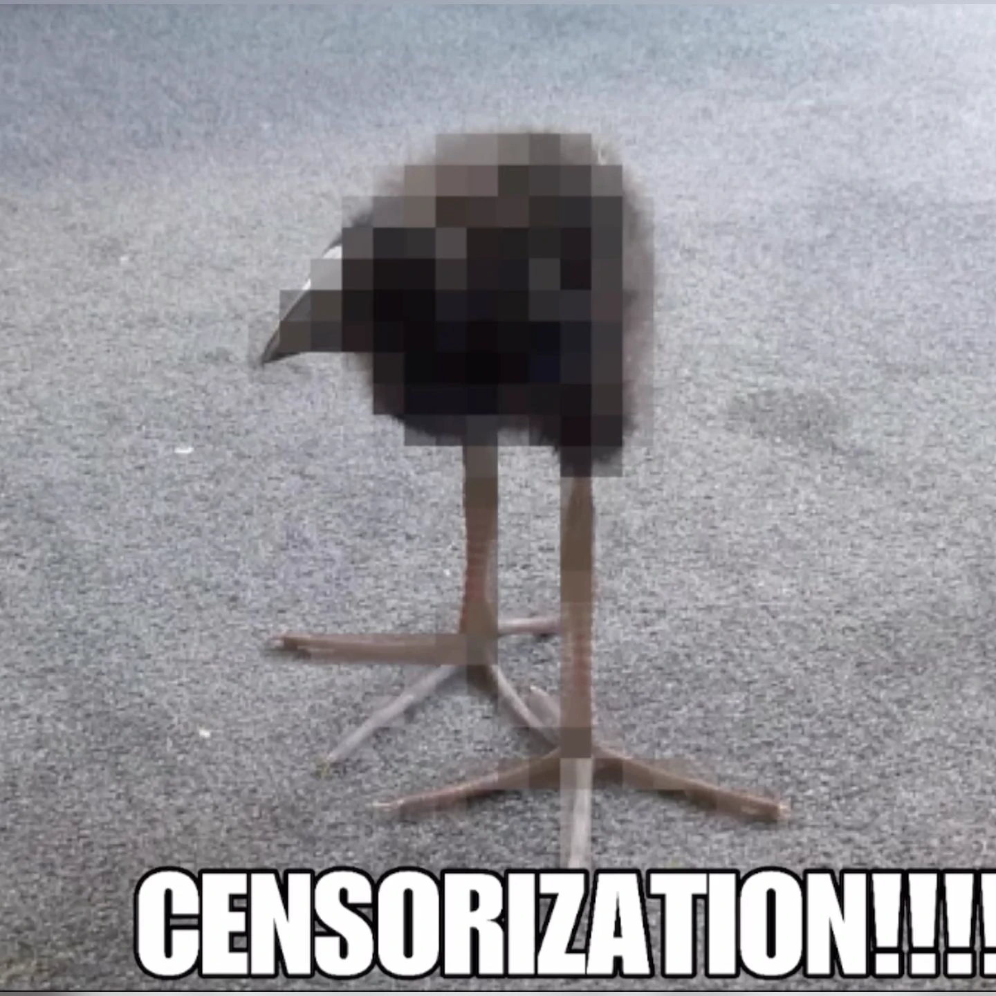 pukeko:⟨censorization.webp⟩