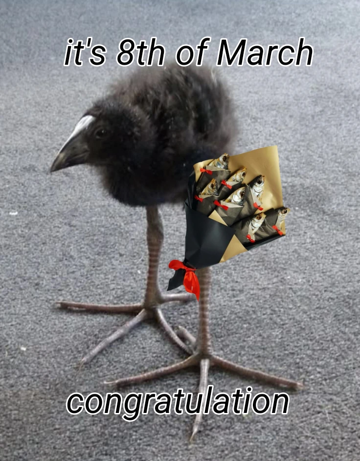 pukeko:⟨congratulation_its_8th_of_march.webp⟩