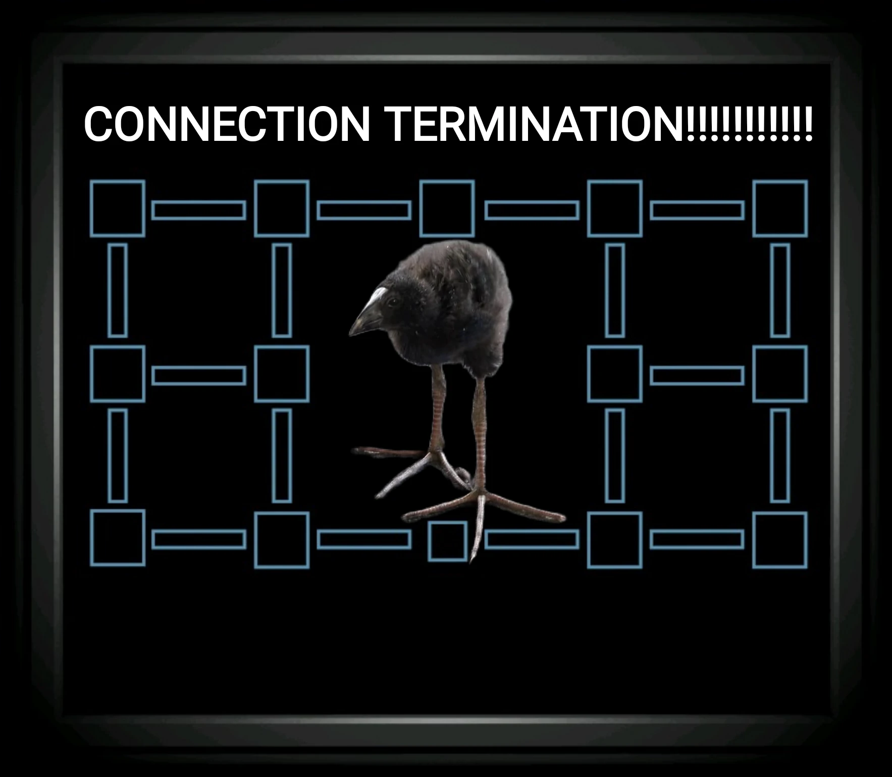 pukeko:⟨connection_termination.webp⟩