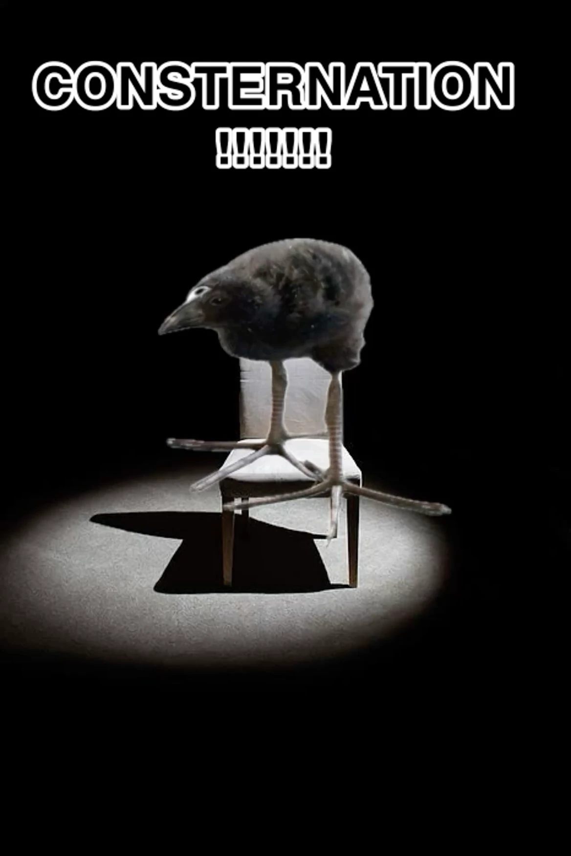 pukeko:⟨consternation.webp⟩