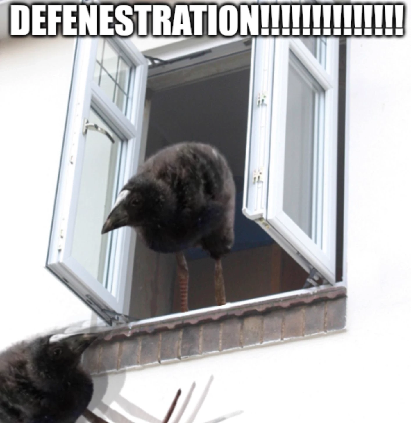 pukeko:⟨defenestration.webp⟩