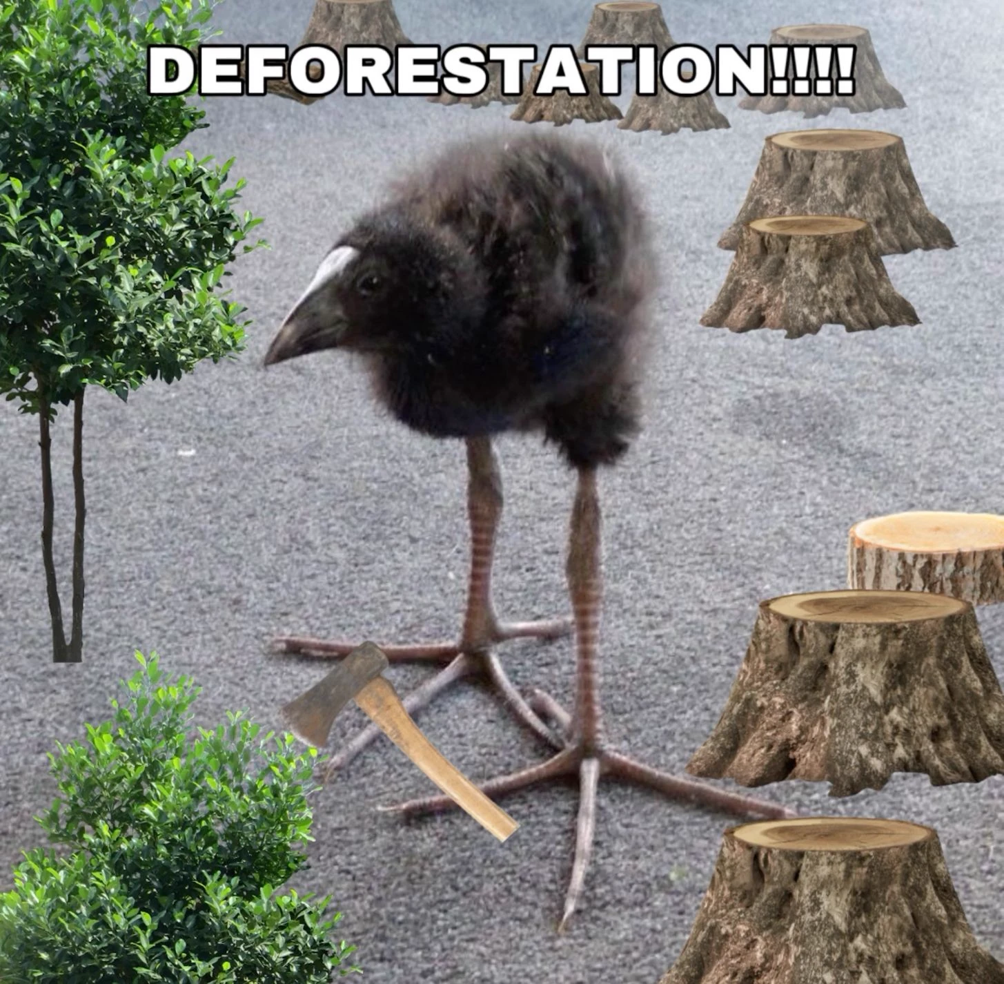 pukeko:⟨deforestation.webp⟩