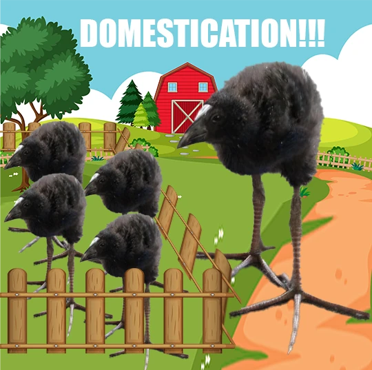 pukeko:⟨domestication.webp⟩