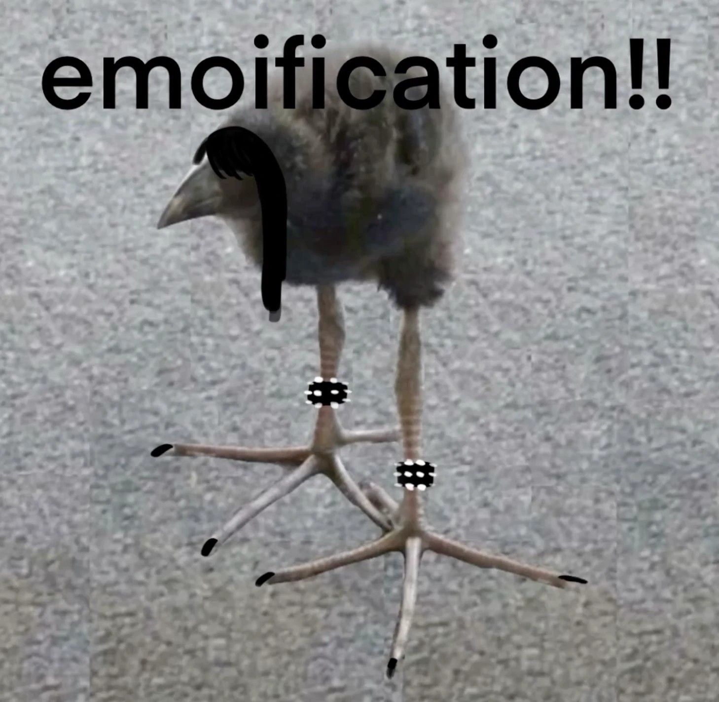 pukeko:⟨emoification.webp⟩