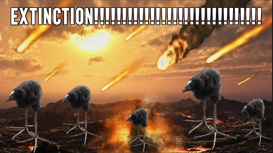 pukeko:⟨extinction.webp⟩