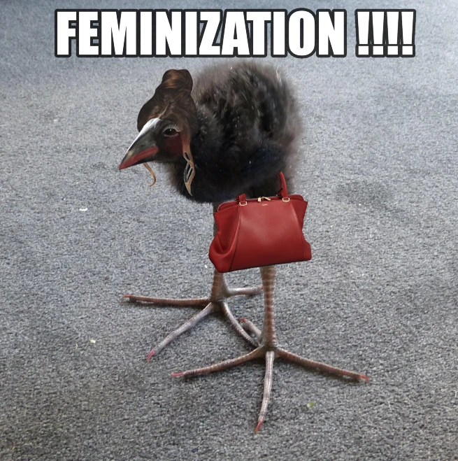 pukeko:⟨feminization.webp⟩