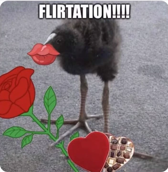 pukeko:⟨flirtation.webp⟩