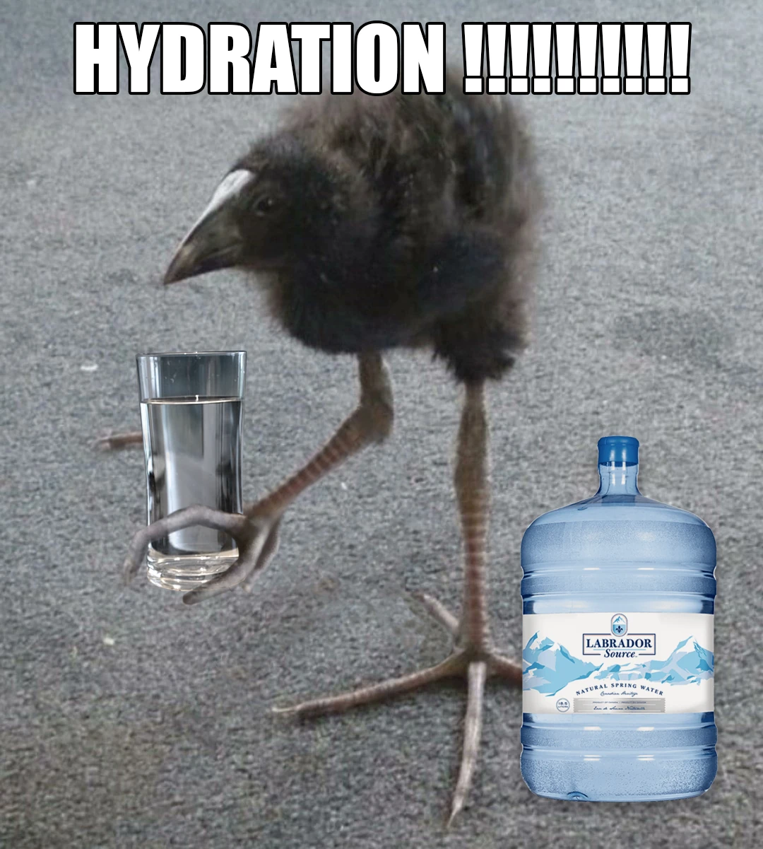 pukeko:⟨hydration.webp⟩