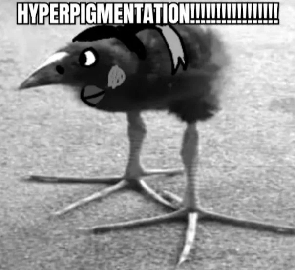 pukeko:⟨hyperpigmentation.webp⟩