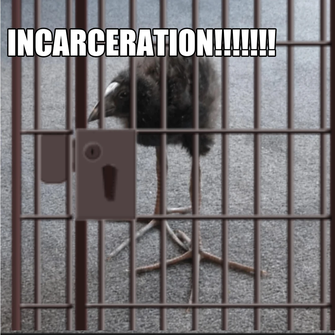 pukeko:⟨incarceration.webp⟩