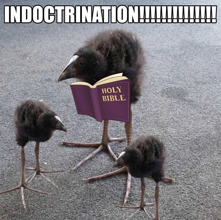 pukeko:⟨indoctrination.webp⟩