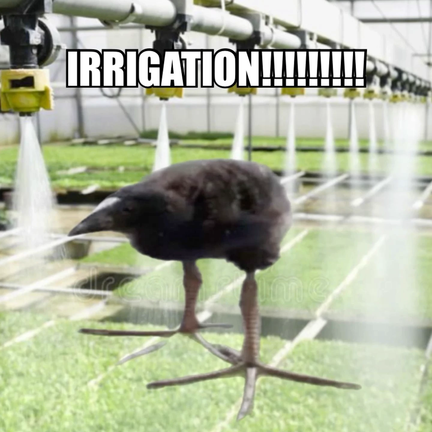 pukeko:⟨irrigation.webp⟩
