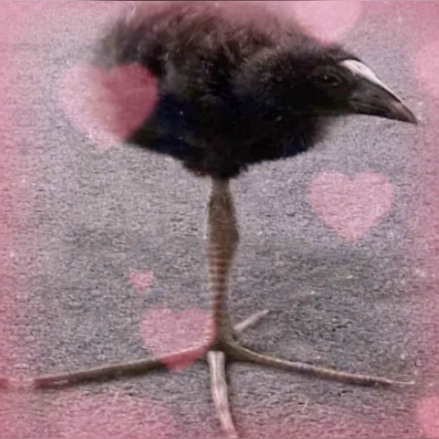 pukeko:⟨love.webp⟩