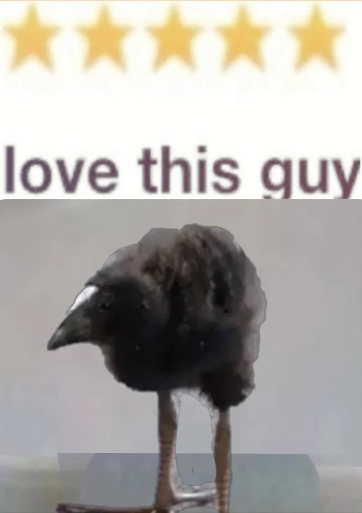 pukeko:⟨love_this_guy_5_stars.webp⟩