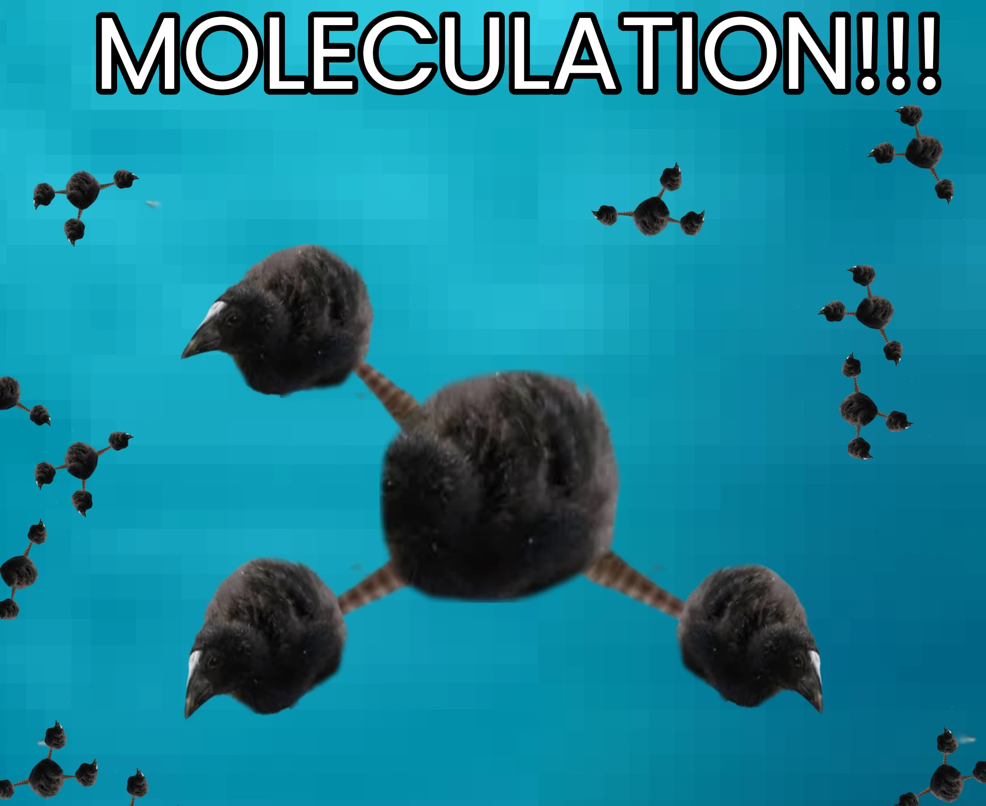 pukeko:⟨moleculation.webp⟩