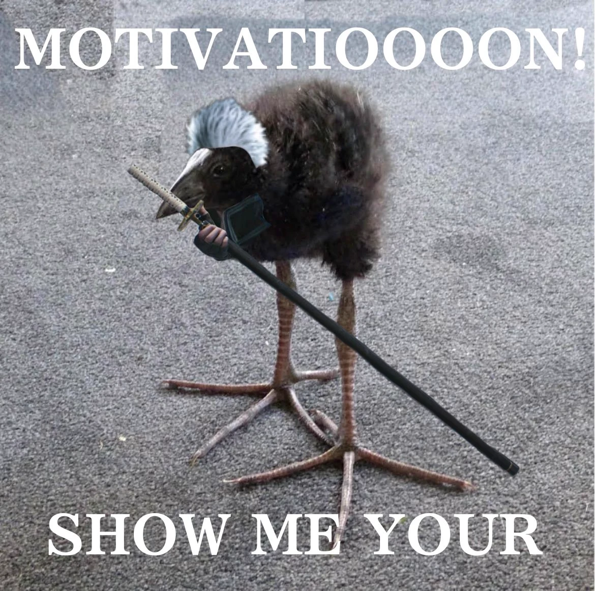 pukeko:⟨motivation_show_me_your.webp⟩