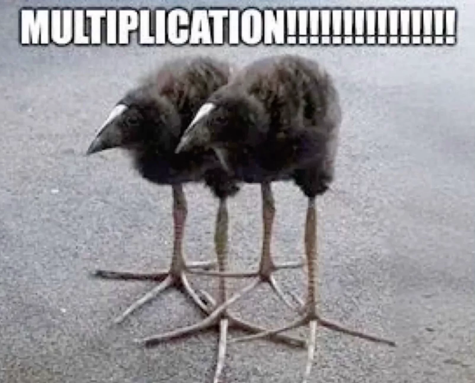 pukeko:⟨multiplication.webp⟩