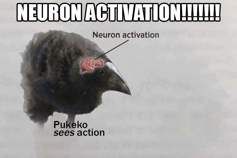 pukeko:⟨neuron_activation.webp⟩