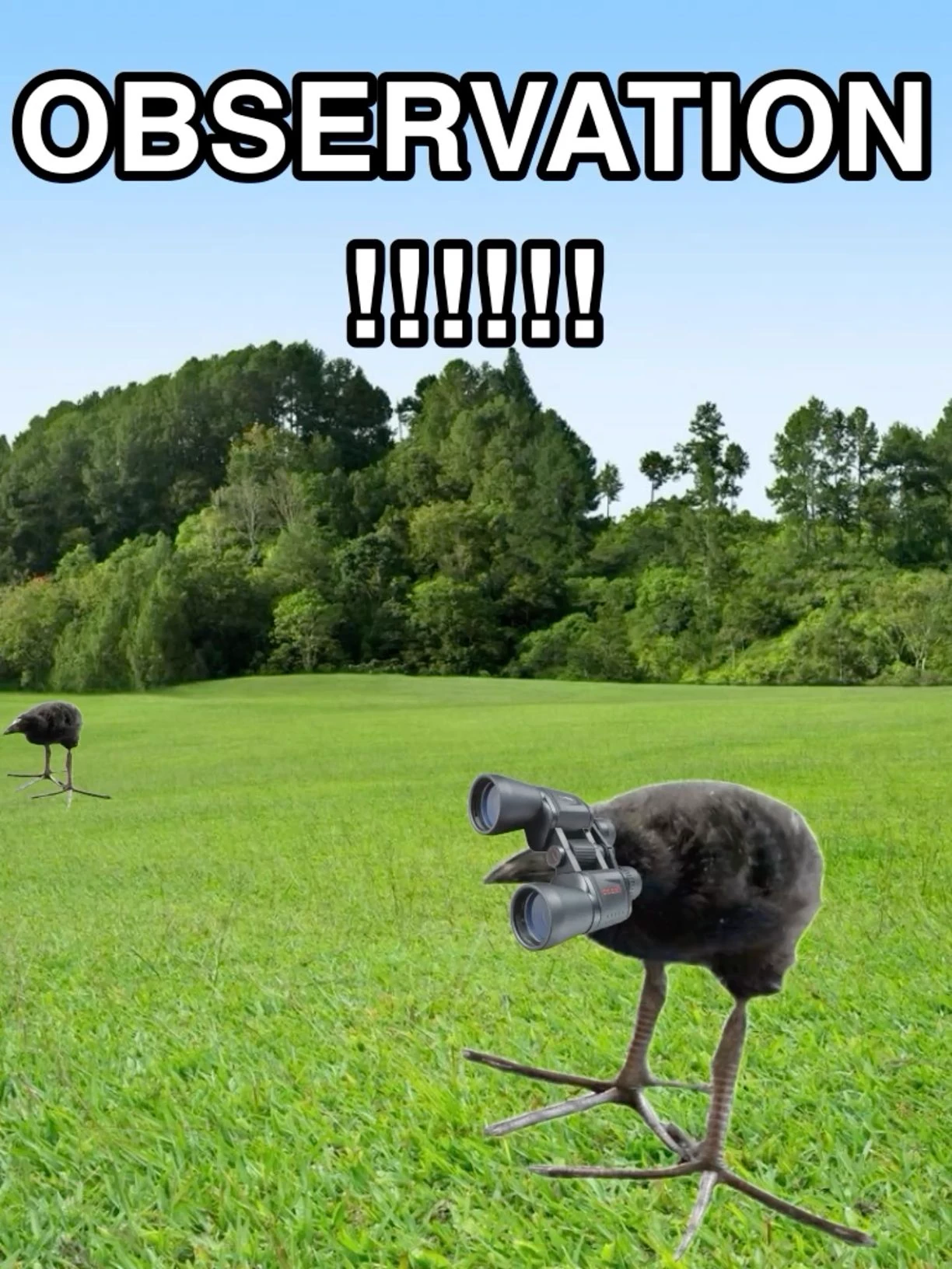 pukeko:⟨observation.webp⟩