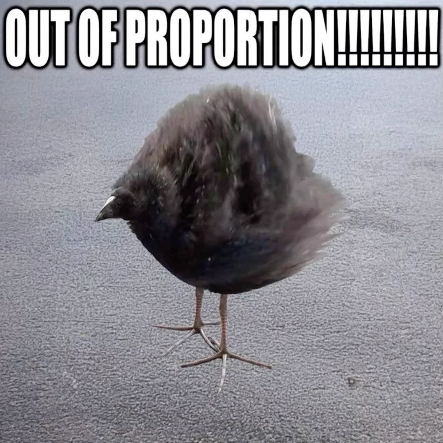 pukeko:⟨out_of_proportion.webp⟩