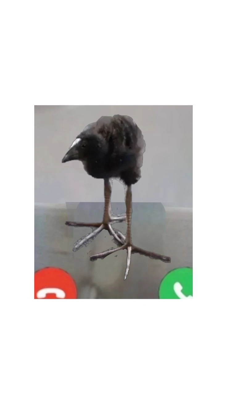 pukeko:⟨phone_call.webp⟩