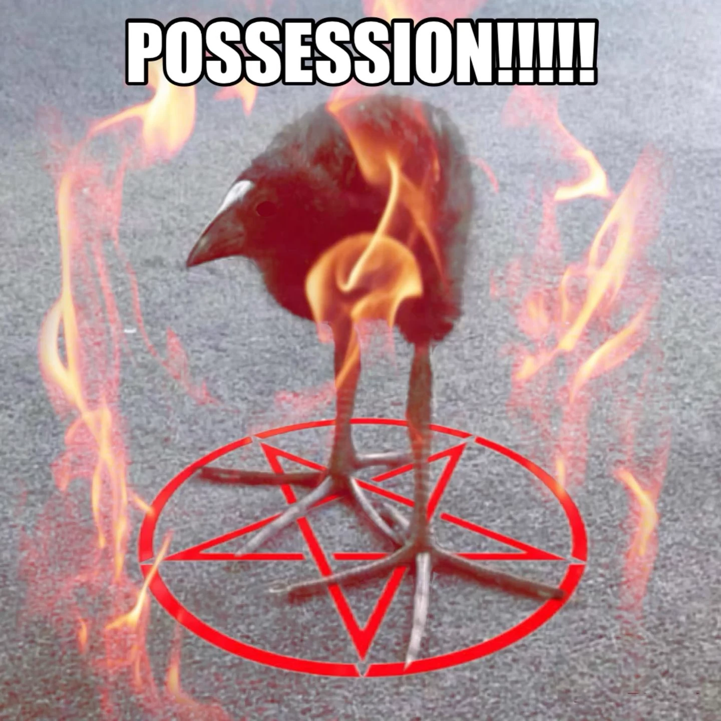 pukeko:⟨posession.webp⟩