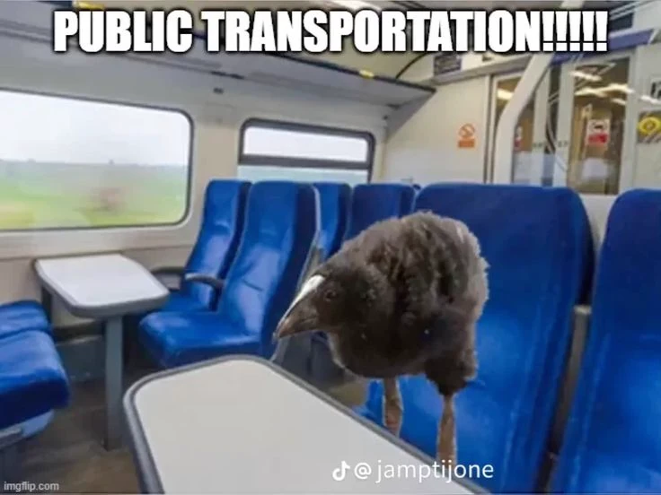 pukeko:⟨public_transportation.webp⟩