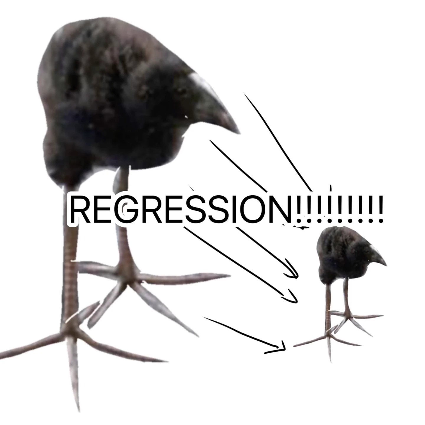 pukeko:⟨regression.webp⟩