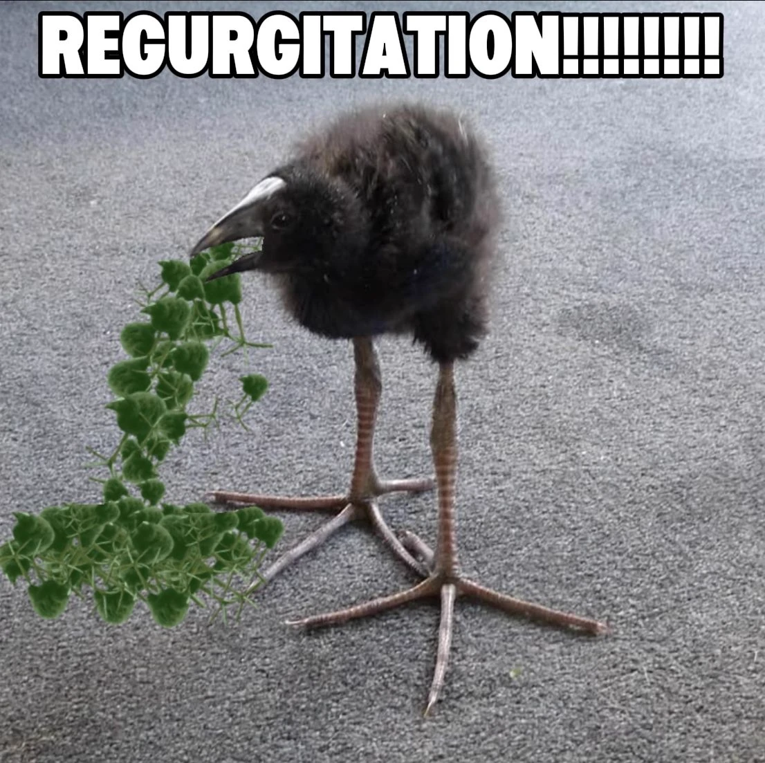 pukeko:⟨regurgitation.webp⟩