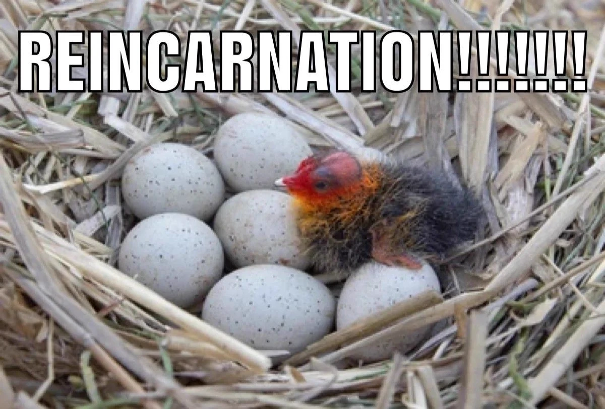 pukeko:⟨reincarnation.webp⟩