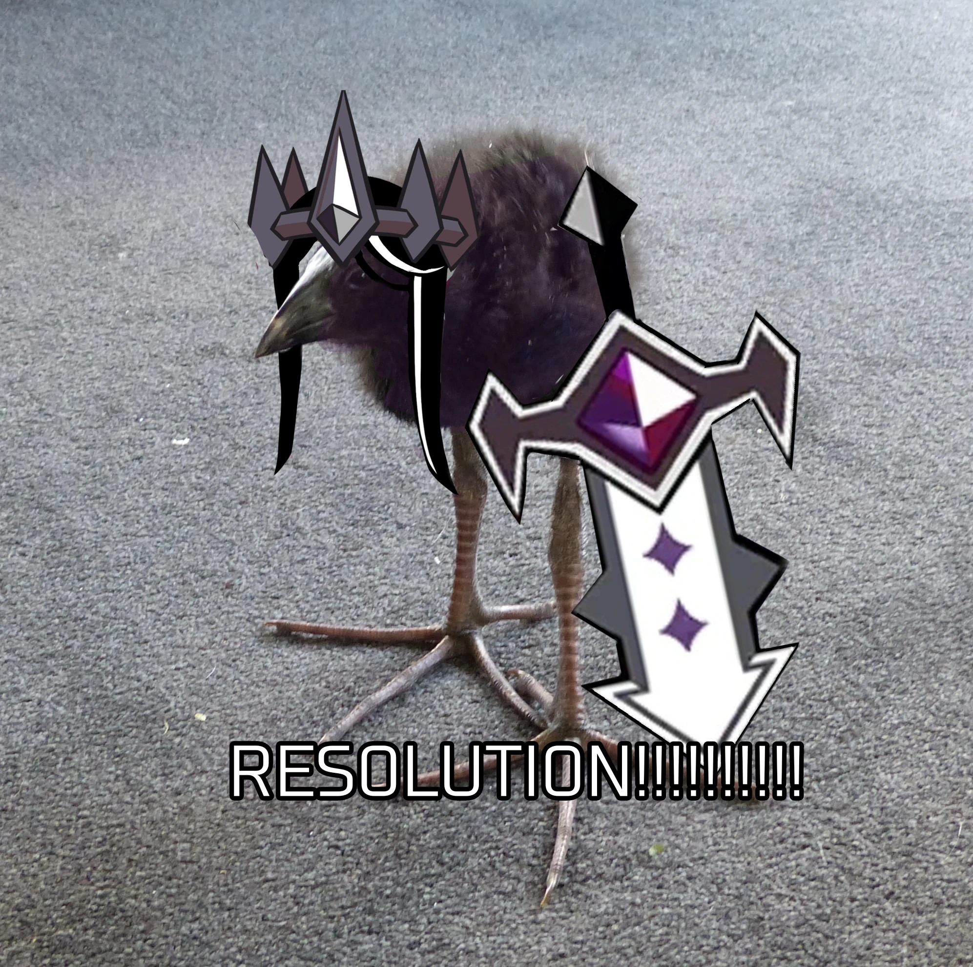 pukeko:⟨resolution.webp⟩