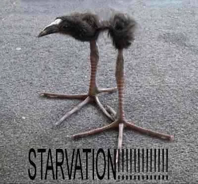 pukeko:⟨starvation.webp⟩