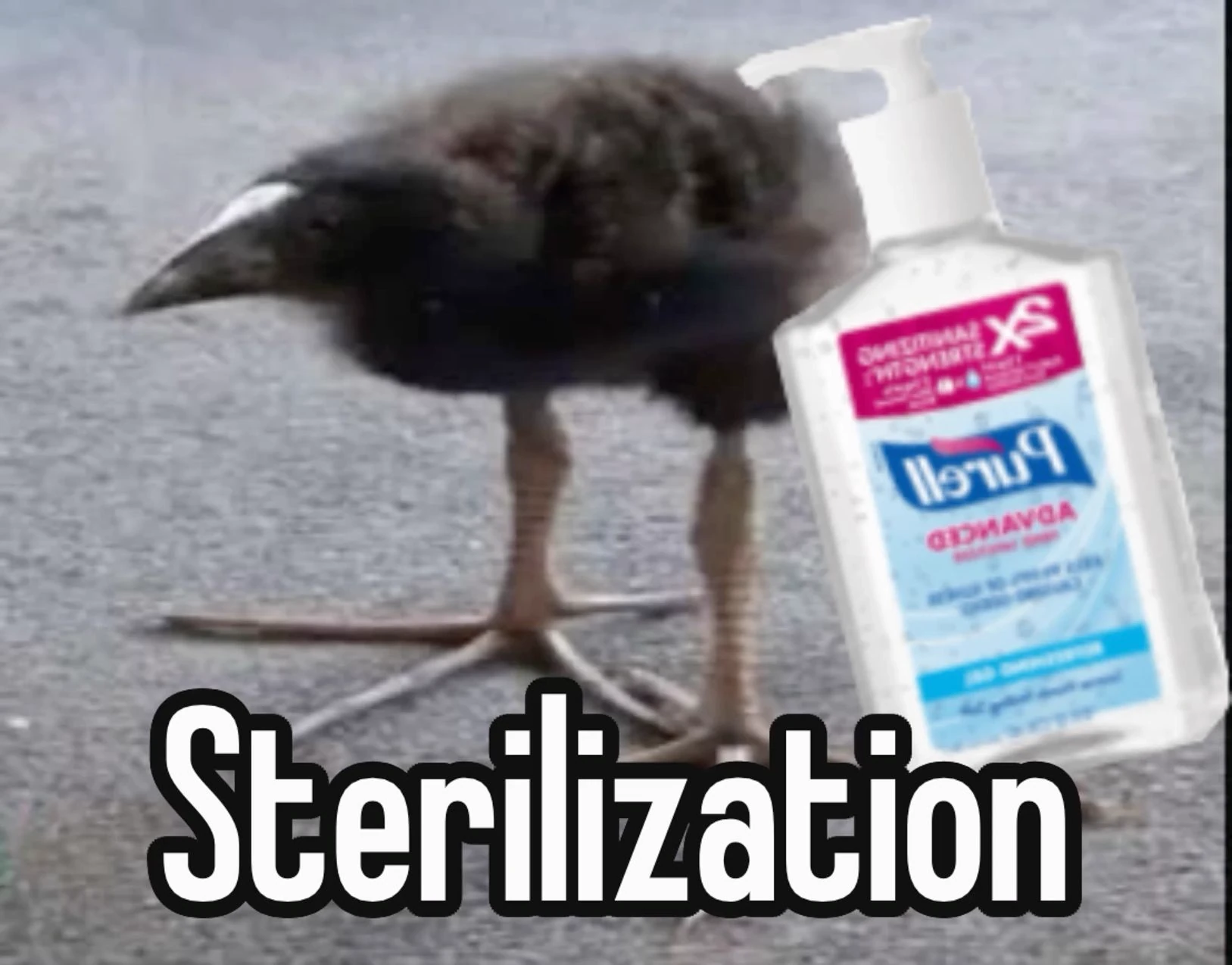 pukeko:⟨sterilization.webp⟩