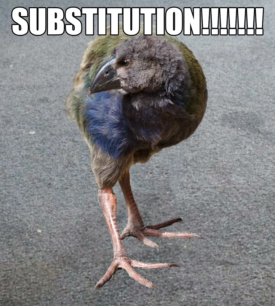 pukeko:⟨substitution.webp⟩