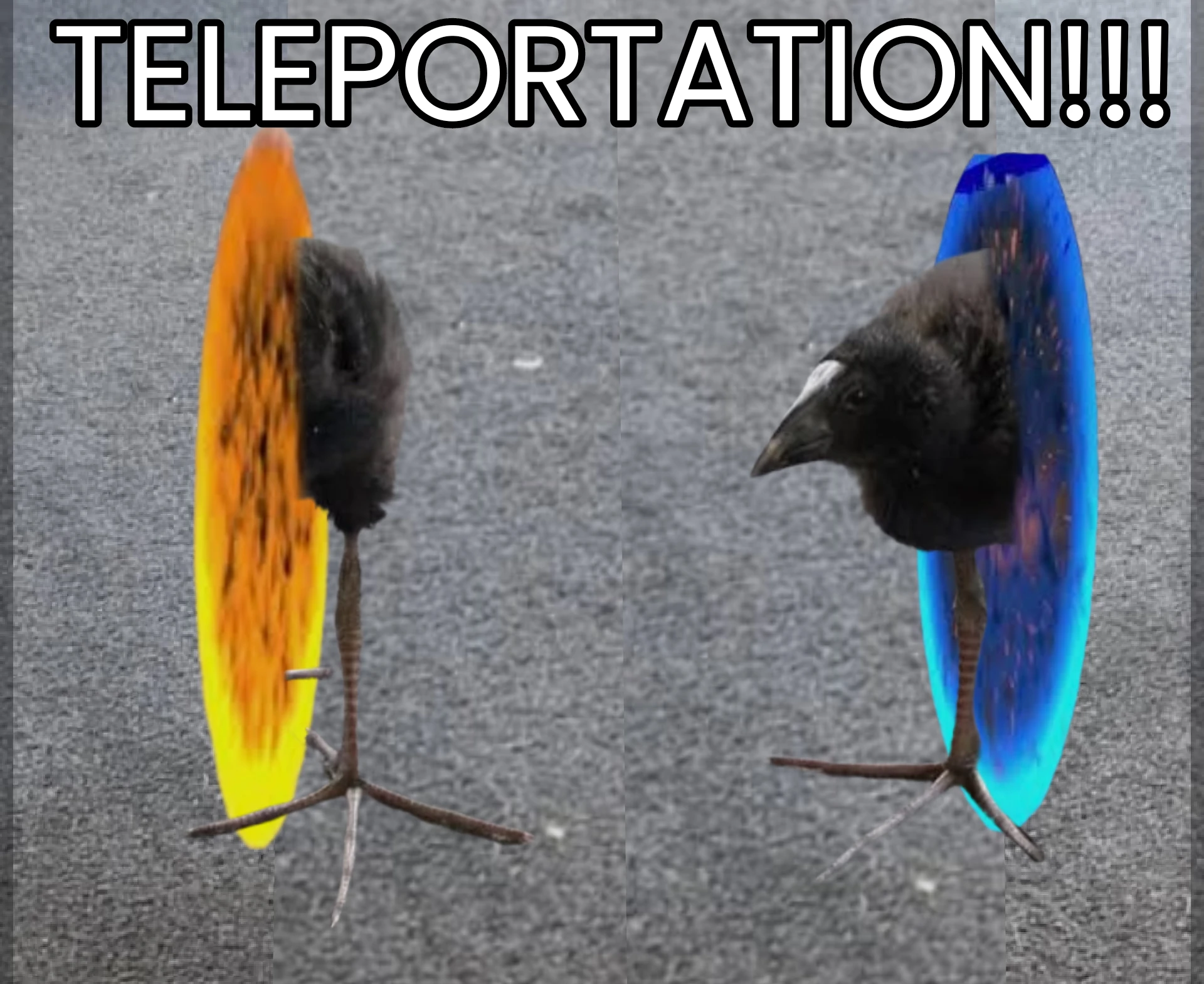 pukeko:⟨teleportation.webp⟩