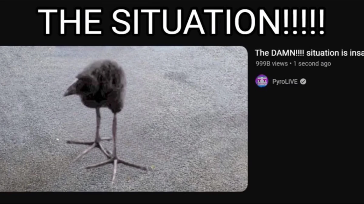 pukeko:⟨the_situation.webp⟩