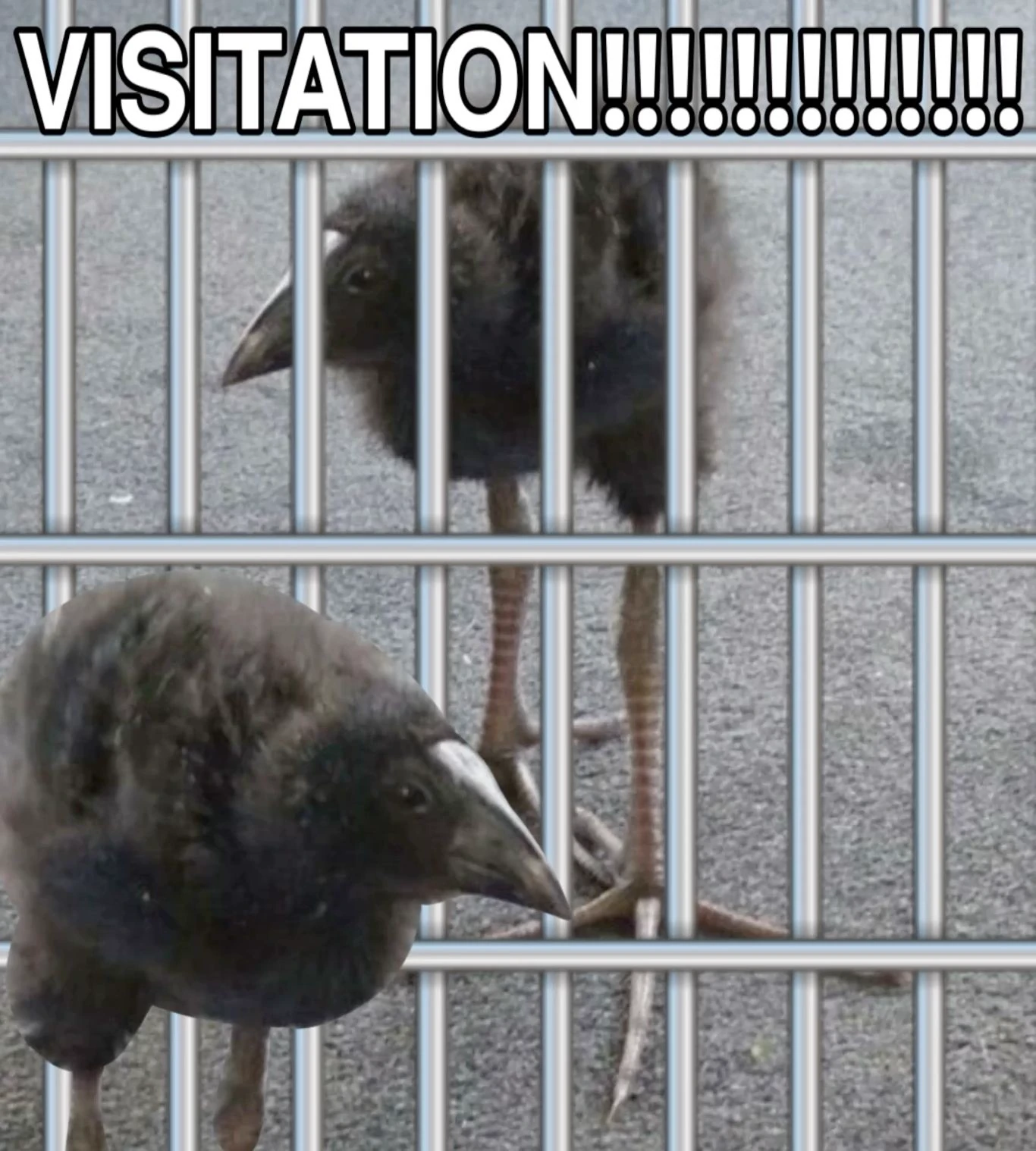 pukeko:⟨visitation.webp⟩