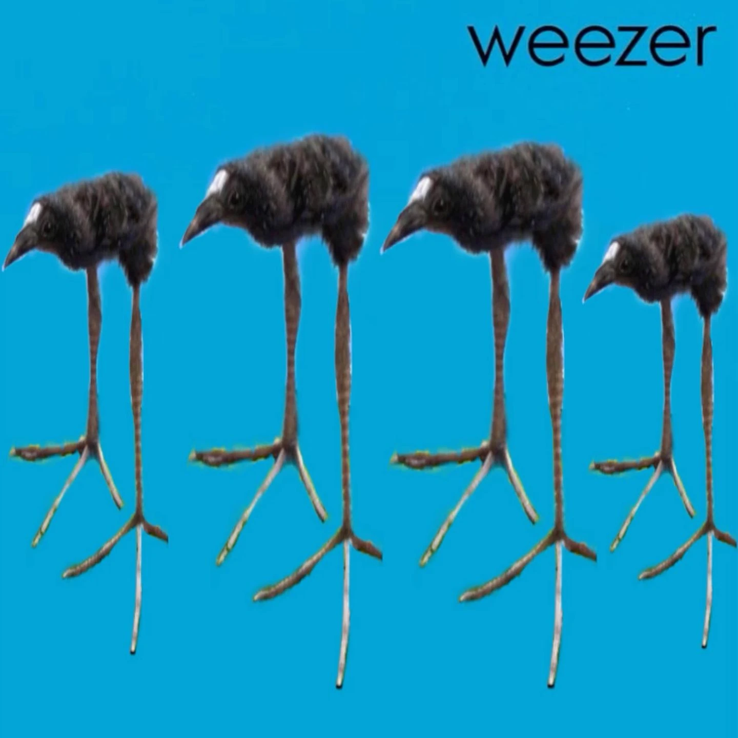pukeko:⟨weezer_blue.webp⟩